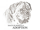 Dogue de Bordeaux Adoption