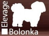 Bolonka