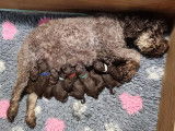 Lagotto du Potier