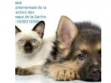 Société Départementale de la Protection Animale de la Sarthe (SDPA)