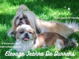Elevage Jeanne De Durrens