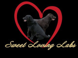 Sweet Loving Labs