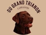 Labradors du Grand Trianon