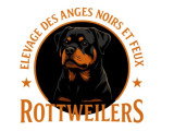 Des Anges Noirs et Feux