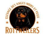 Des Anges Noirs et Feux