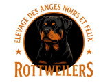 Des Anges Noirs et Feux