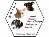Animal'Amours Chats d'Espagne Bodegueros Mastins (AACBM)