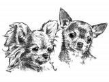 Club Belge du Chihuahua