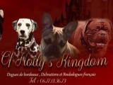 Of Holly's Kingdom