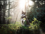 Les Petits Loups