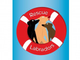 Rescue Labradors