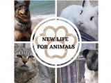 New Life For Animals