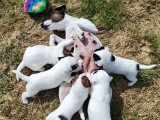 Les terriers & Co de Gaya, Affixe des Puppies de Madras