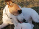 Les terriers & Co de Gaya_Affixe des Puppies de Madras
