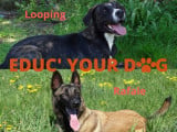 Educ' Your Dog