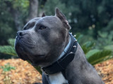French Riviera Bully Kennel