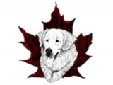 Kuvasz Club Of Canada