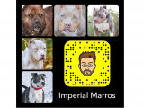 L'imperial Fabulous of Marros