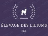 Des Liliums