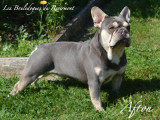Les Bouledogues du Revermont
