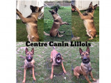 Centre Canin Lillois
