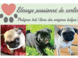 Le Royaume des Peluches