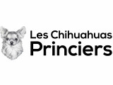 Les Chihuahuas Princiers