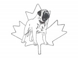 Canadian Mastiff Club