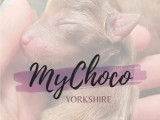 MyChoco Yorkshire