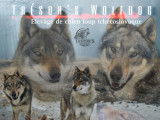 Trésor's Wolfdog