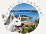 Wolf du Salagou