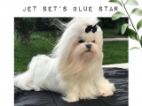 Jet Set's Blue Star