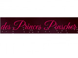 Des Princes Pinscher
