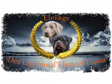 Des Légions d' Elroy et Fiona