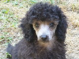 Dog Model