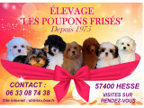 Des Poupons Frisés
