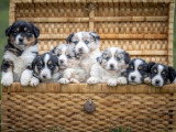 Des Amours de Lau