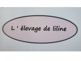 l elevage de Liline