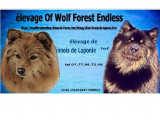 Of Wolf Forest Endless