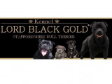 Lord Black Gold