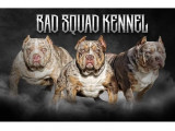 Bad Squad Kennel