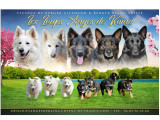 Des Loups Anges De Kaina