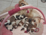 Shih Tzu Compagnie