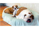 Myally Bulldog