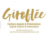 Giroflée