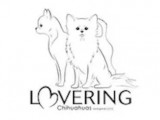 Lovering Chihuahua