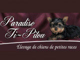 Paradise Ti-Pitou