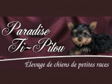 Paradise Ti-Pitou