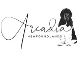 Arcadia Newfoundlands