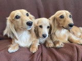 So Sweet! Teckel miniature